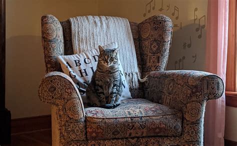 C Mo Acostumbrar A Un Gato A No Salir De Casa Consejos