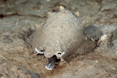 Florida Fighting Conch Strombus Alatus Spanglers Scuba