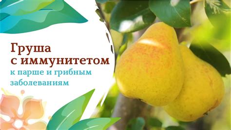 Волшебная груша «Флейта» - YouTube