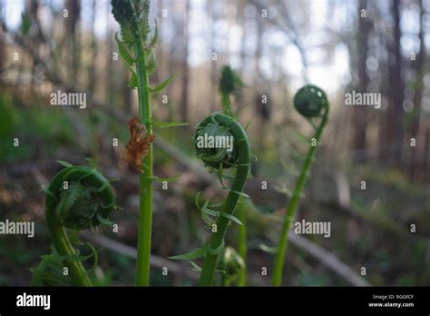 Wild Fiddleheads Ostrich Fern Growing In The Spring Woods A