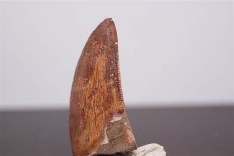 Dinosaur Fossil Tooth Carcharodontosaurus Saharicus 4 Cm Catawiki