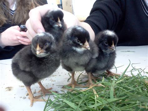 Year 13 Biology Plymouth Barred Rock Chicks Genders Revealed Sex