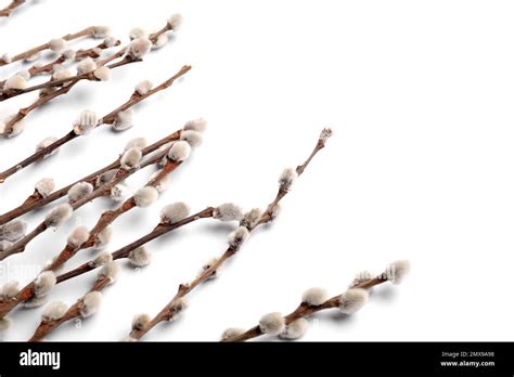 Pussy Willow Branches Isolated On White Background Stock Photo Alamy