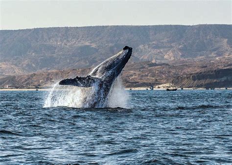 Avistamiento De Ballenas Jorobadas Consejos Para Vivir Esta