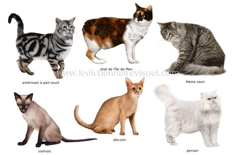 Races De Chats Dictionnaire Visuel