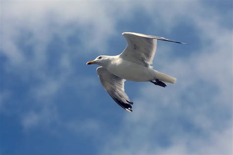 Gull Bird Flying Free Photo On Pixabay Pixabay