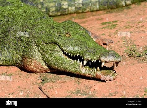 Salzwasserkrokodil Stockfotos Und Bilder Kaufen Alamy