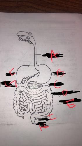 Gastrointestinal system diagram Flashcards | Quizlet