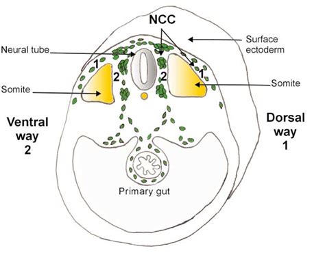 The Basic Pathways Of The Trunk Neural Crest Cell Ncc Migration