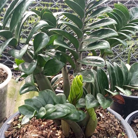 Замиокулькас DWARF (P55) – купить за 2 100 ₽ | ADENIUMLAND