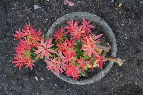 Pieris Japonica Care & Growing Tips | Horticulture.co.uk