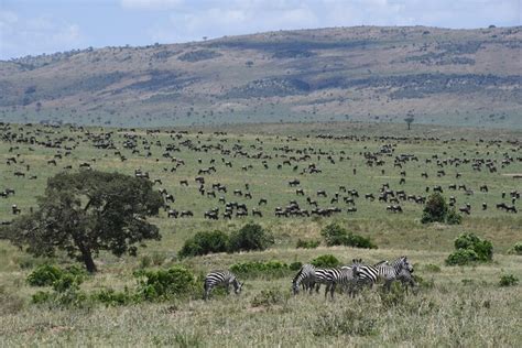 Tour Di Giorni Al Lago Naivasha Al Lago Nakuru E Alla Riserva Masai