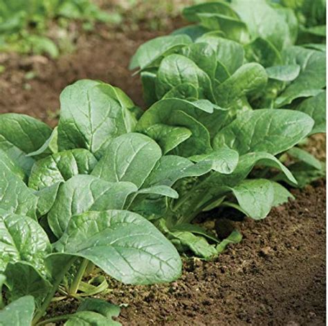 25 Spinach Varieties To Try In Your Garden Green Thumb Gardener