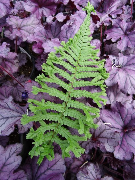 Dryopteris cristata 'The King' – Fieldstone Gardens Inc