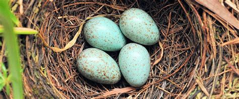 How Do I Properly Remove A Birds Nests The Brickkicker