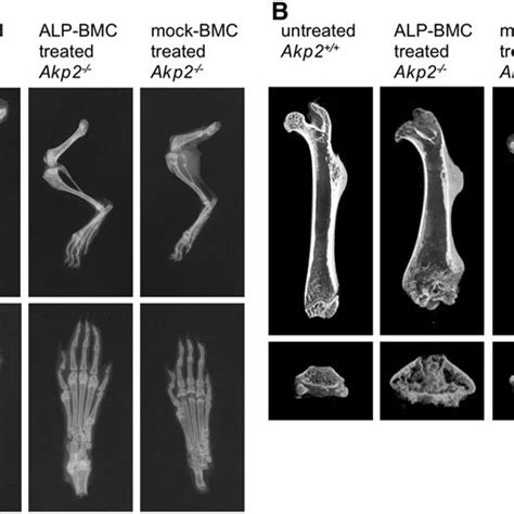 Hind Limb Bone Morphology Representative Bone Morphology In Download Scientific Diagram