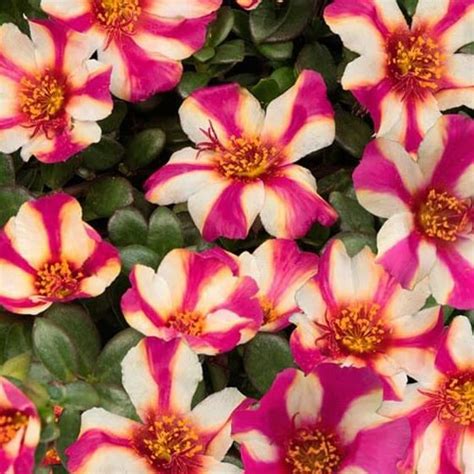 Портулак пурпурно-белый от производителя. Portulaca Cupcake Purple ...