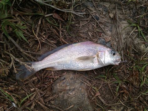 The Fish Hut Croaker Fishing