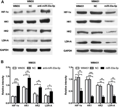 Mir A P Targets The Glycolysis Signaling Pathway In Mm A Western