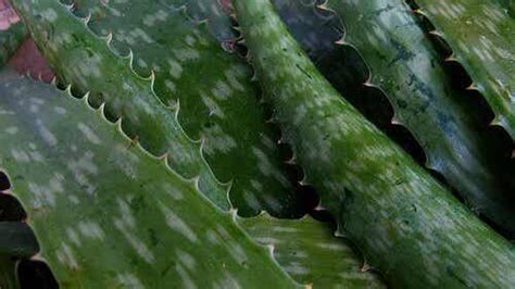 Hälsofrämjande Egenskaper Hos Aloe Vera Gel Steg För Hälsa