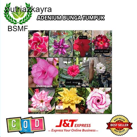 Jual Cod Adenium Bunga Tumpuk Size A Cantik Bergaransi Cocok Buat