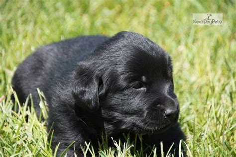 King Golden Retriever Puppy For Sale Near Central Michigan Michigan