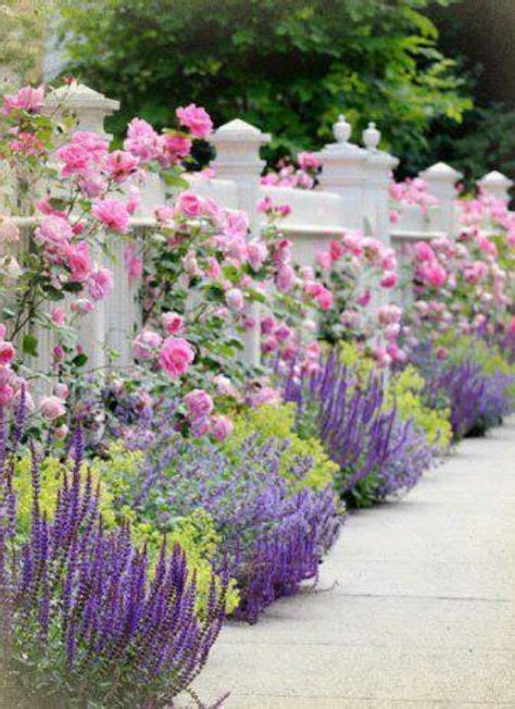 Lavender And Roses Love Lavender And Roses In 2020 Cottage Garden