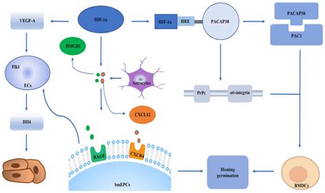 Hif In Cerebral Ischemia Review