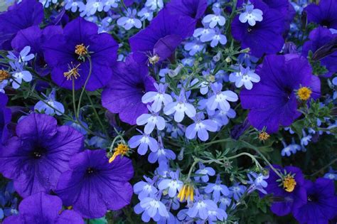 «Такие красивые цветы». Обсуждение на LiveInternet - Российский Сервис ...