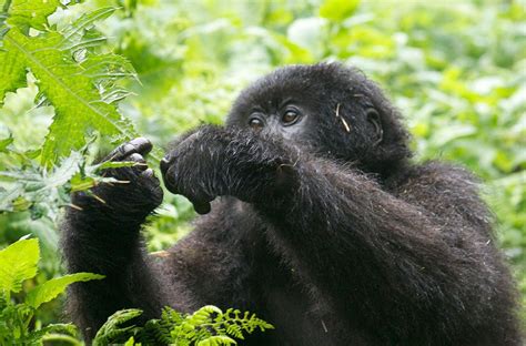 Safari To See Primates In Africa Eco Adventure Safaris