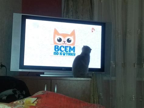 Котик одобряет. | Пикабу