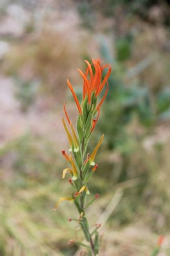 Threadtorch Variety Castilleja Minor Stenantha INaturalist