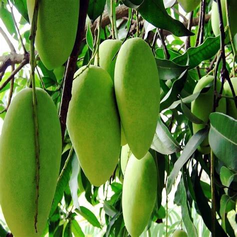 Mango Names ফজলী লেংৰা গোলাপখাস হিমসাগৰ আপুনি জানেনে নামবোৰ ইমান