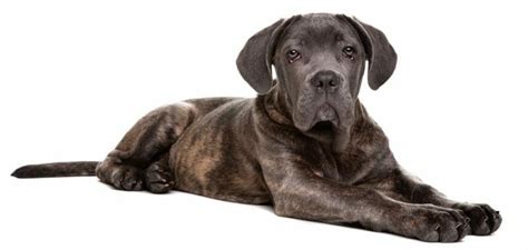 Cane Corso Size Chart | Growth & Weight Chart