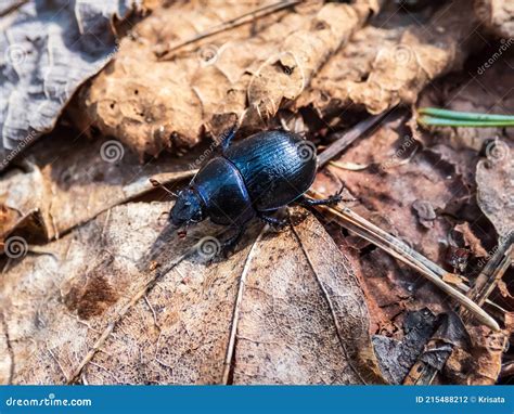 Close Up Of Dor Beetle Earth Boring Dung Beetle On The Ground Floor