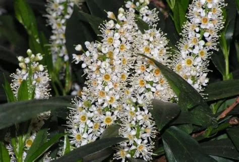 Laurel Cerezo CUIDADOS Del Prunus Laurocerasus