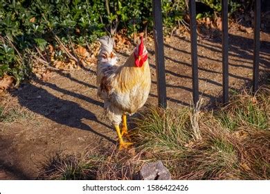 Big Cock Images Stock Photos Vectors Shutterstock