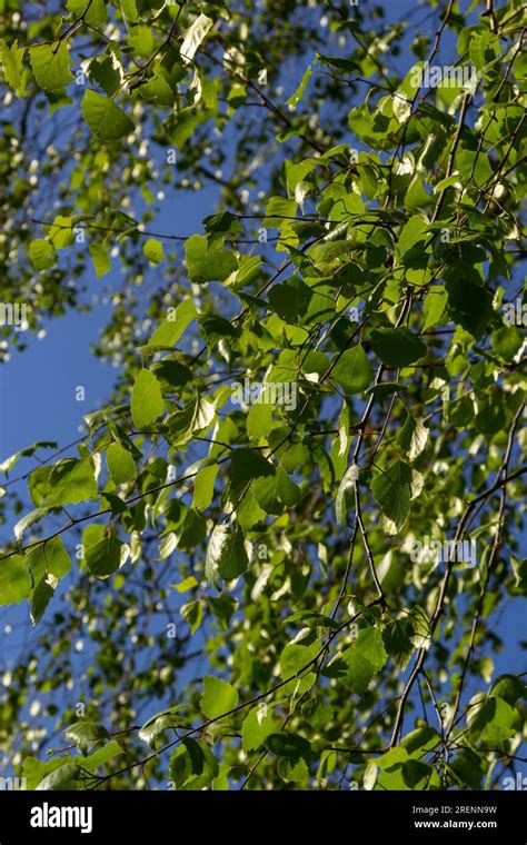 Close up of leaves of birch tree hi-res stock photography and images - Alamy