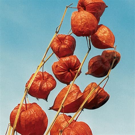 Physalis Alkekengi Franchtti Jelimex