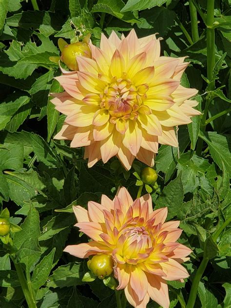 Dahlias (1) | Filoli