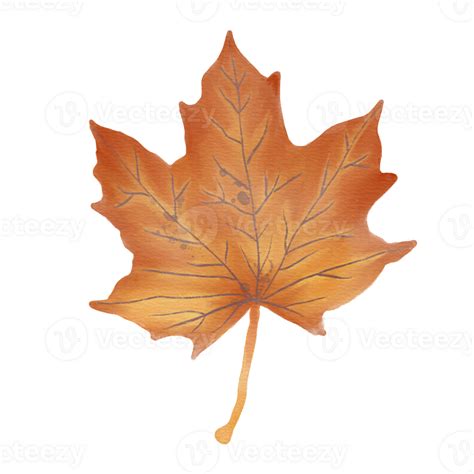 Watercolor Dry Sugar Maple Leaf 26421008 Png