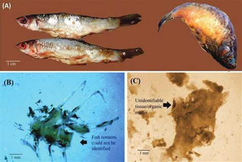 Commonly encountered contents in the stomach of Channa striata: (A ...