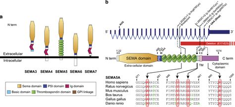 Semaphorin Phylogeny And Structure A Primary Structures Of The