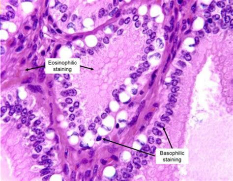 Histology Exam Study Questions Flashcards Quizlet