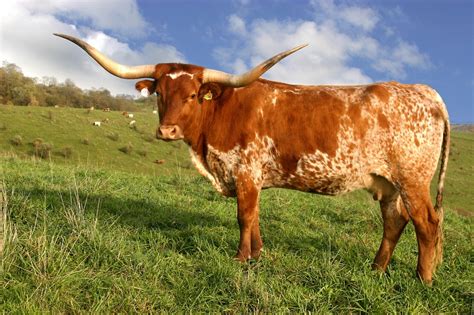 Disva's Inspiration Blog - The Texas Longhorn! These fantastic bulls ...