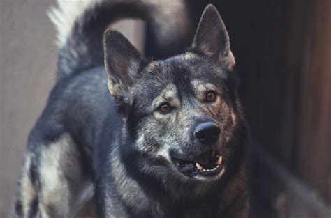 11 Dogs That Look Like Wolves The Best Wolf Dog Breeds