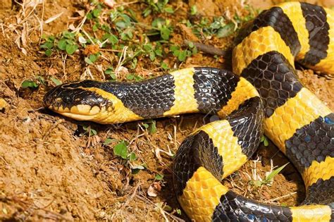 Most Venomous Snakes In The World Top 10 Deadliest Snakes Ever | Images and Photos finder