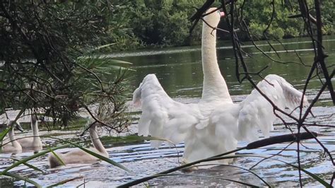 June Protects Her Cygnets From A Snapping Turtle Mute Swan Pen Feeding