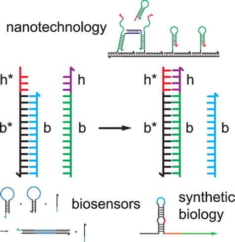 Principles And Applications Of Nucleic Acid Strand Displacement Reactions Chemical Reviews