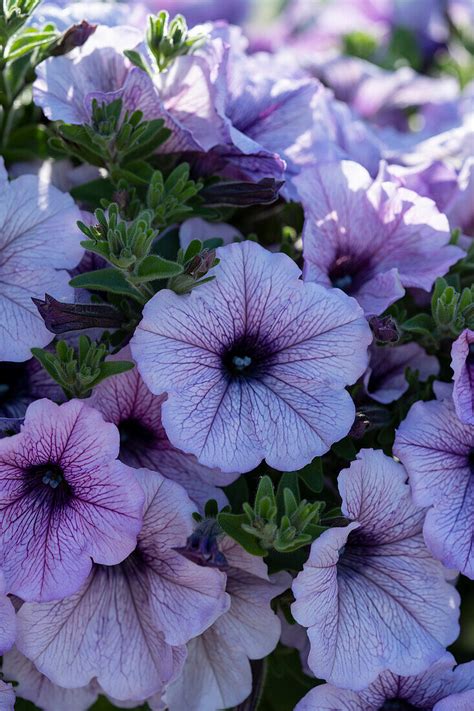 Petunie Petunia Opera Supreme Lilac Bild Kaufen 13701865